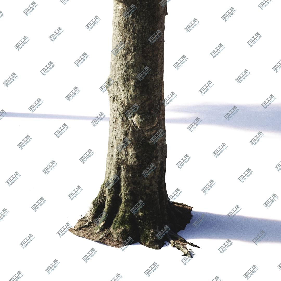 images/goods_img/202105071/3D Pollarded Plane Trees model/3.jpg